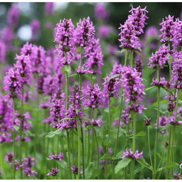 Betonie. Betonica officinalis. Fr