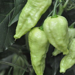 Chili fr�. Bhut Jolokia. Capsicum frutescens. Ca. 10 Fr�