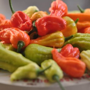 Chili fr�. Bhut Jolokia. Capsicum frutescens. Ca. 10 Fr�