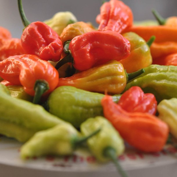 Chili fr�. Bhut Jolokia. Capsicum frutescens. Ca. 10 Fr�