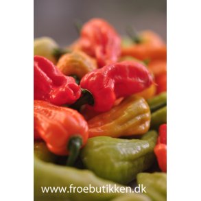 Chili. Bhut Jolokia. Capsicum frutescens. Fr