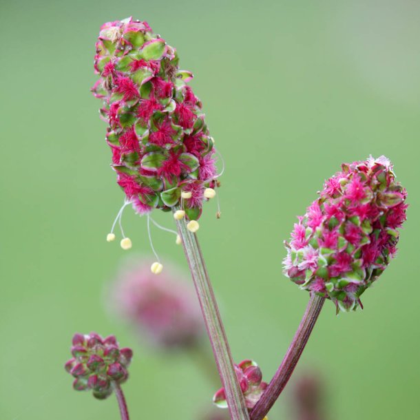 Bibernelle fr�. Sanguisorba minor. Ca. 220 Fr�