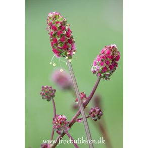 Bibernelle. Sanguisorba minor. Fr