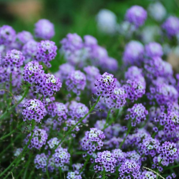 Biblomme fr�. Lobularia maritima. Royal carpet. Ca. 1400 Fr�