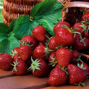 Jordb�r fr�. Grandian. Fragaria x ananassa. F1. Ca. 22 Fr�