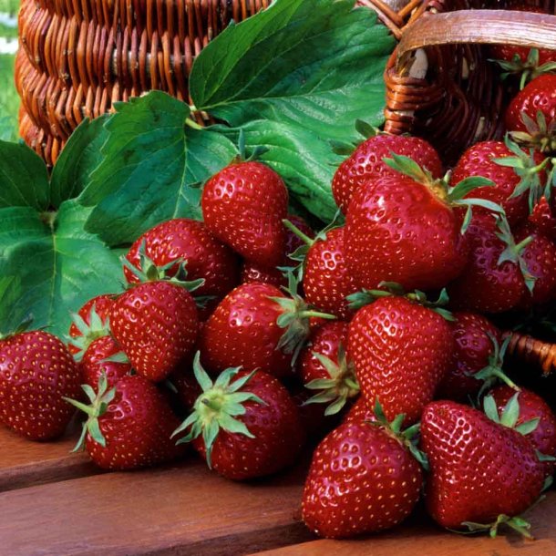 Jordb�r fr�. Grandian. Fragaria x ananassa. F1. Ca. 22 Fr�