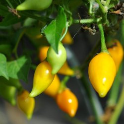 Chili fr�. Biquino yellow. Capsicum chinense. Ca. 10 Fr�