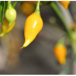 Chili fr�. Biquino yellow. Capsicum chinense. Ca. 10 Fr�