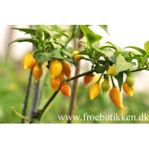 Chili. Biquino yellow. Capsicum chinense.Fr