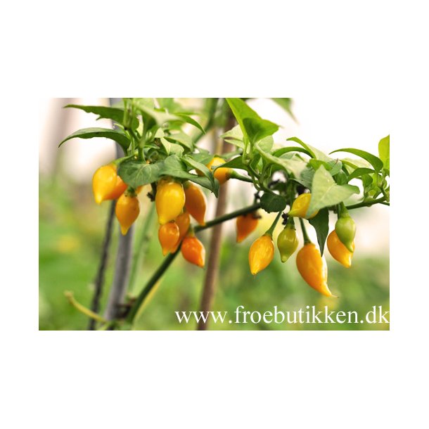 Chili. Biquino yellow. Capsicum chinense.Fr