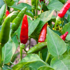 Chili. Birds eye. Capsicum frutescens. Fr.