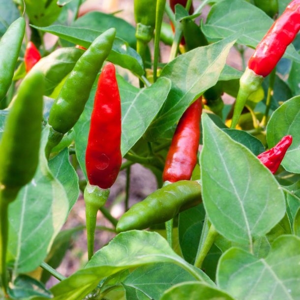 Chili. Birds eye. Capsicum frutescens. Fr.