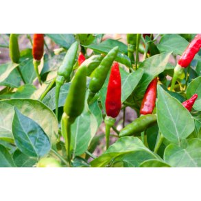 Chili. Birds eye. Capsicum frutescens. Fr.