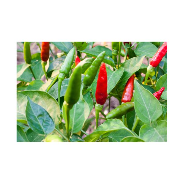 Chili. Birds eye. Capsicum frutescens. Fr.