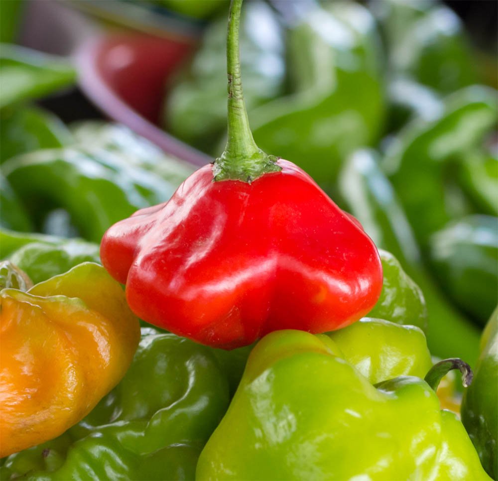 Jamaican bell med frugtnoter