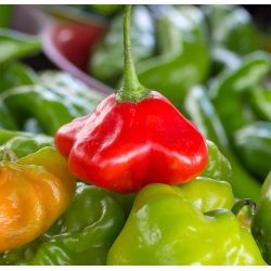 Chili. Jamaican bell. Capsicum baccatum. Fr