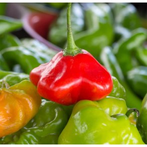 Chili. Jamaican bell. Capsicum baccatum. Fr