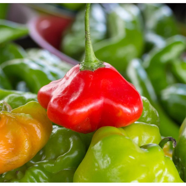 Chili. Jamaican bell. Capsicum baccatum. Fr