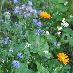 Blomsterblanding fr� til bier. XL pose. Til ca. 100 m2. Fr�