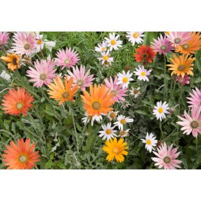 Bjrnere. Arctotis x hybrida. Mix. Fr