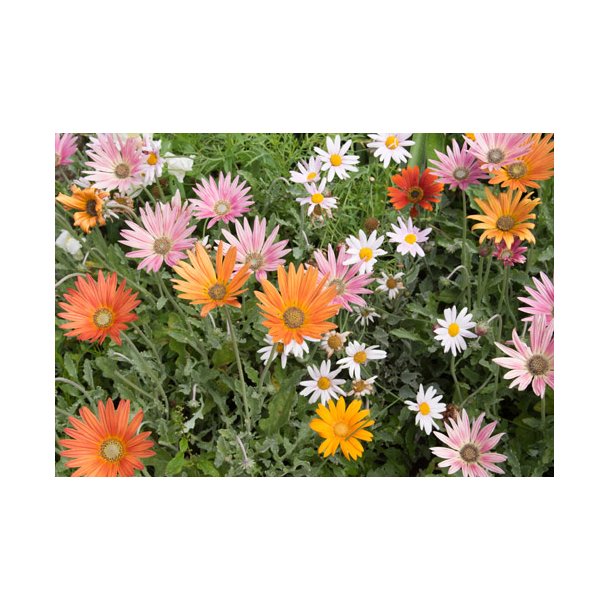 Bjrnere. Arctotis x hybrida. Mix. Fr