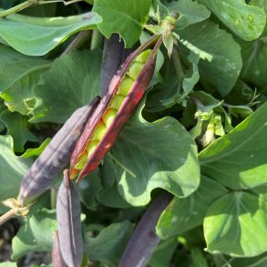�rter fr�. Purple-podded. Desiree. Pisum sativum. Ca. 240 Fr�.