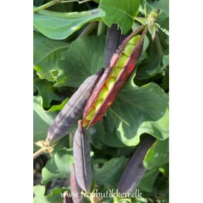 rter. Purple-podded. Desiree. Pisum sativum. Fr.