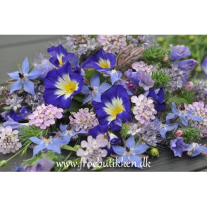 Blomsterblanding. Blue collection. Fr