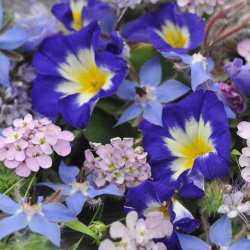 Blomsterblanding fr�. Blue collection. Fr�