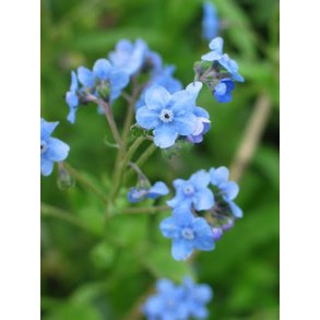 Forglemmigej. Kinesisk. Cynoglossum amabile Firmament. Fr