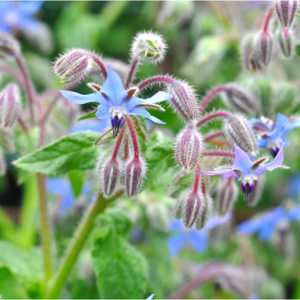 Hjulkrone fr. bl. Ca. 200 Fr.