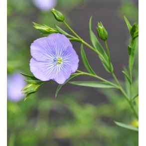 Hr. Bl. Linum usitatissimum. Fr.