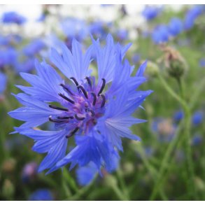 Kornblomster. Blue boy. Centaurea cyanus. Fr.