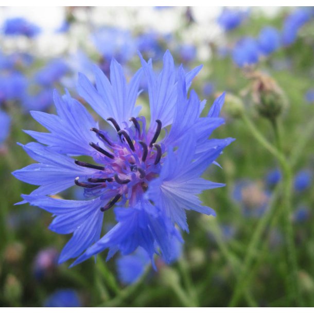 Kornblomster. Blue boy. Centaurea cyanus. Fr.