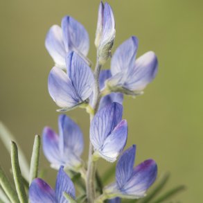 Lupiner fr�. Bl�. Smalbladet. Lupinus angustifolius. Ca. 210 Fr�