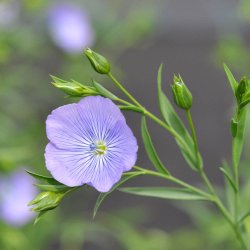 H�r fr�. Bl�. Linum usitatissimum. Ca. 1200 Fr�.