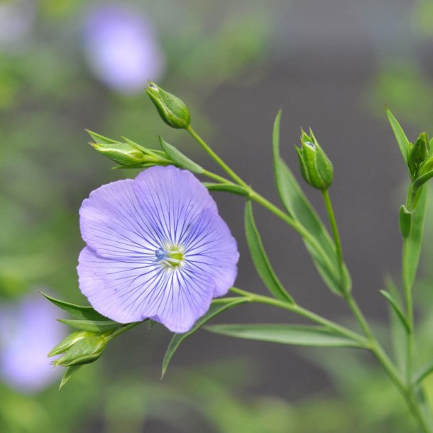 H�r fr�. Bl�. Linum usitatissimum. Ca. 1200 Fr�.