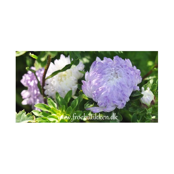 Sommerasters. Duchesse blue and white. Callistephus chinensis. Fr
