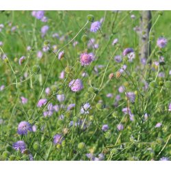 Blhat. Knautia arvensis. Fr