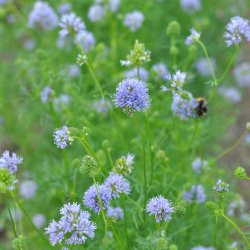 Bl�hoved fr�. Gilia capitata. Ca. 7000 Fr�