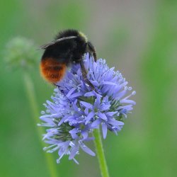 Bl�hoved fr�. Gilia capitata. XL pose. Ca. 118500 Fr�