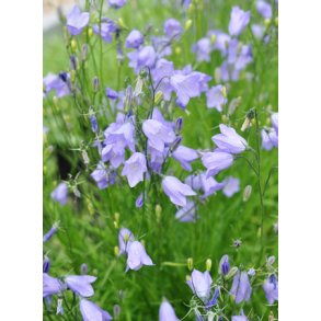 Blklokke. Campanula rotundifolie. Fr