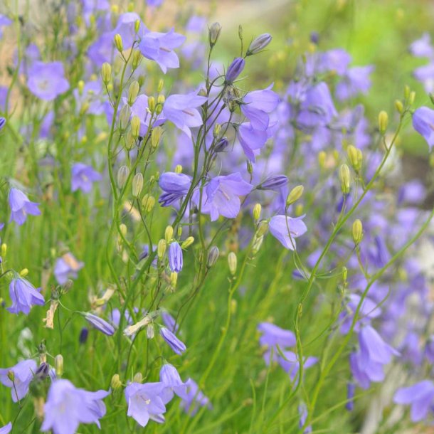 Bl�klokke fr�. Campanula rotundifolie. Ca. 4000 Fr�