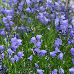Bl�klokke fr�. Campanula rotundifolie. Ca. 4000 Fr�