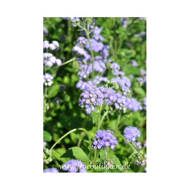 Blkvast. Ageratum mexicanum. Market growers blue. Hj. Fr