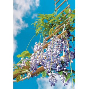 Blregn. Kinesisk. Wisteria sinensis. Fr