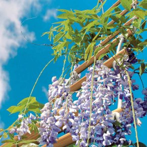 Bl�regn fr�. Kinesisk. Wisteria sinensis. Ca. 5 Fr�