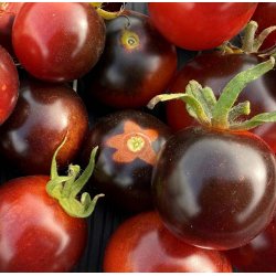 Tomat. Blackball. Solanum lycopersicum. Fr