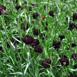 Kornblomster fr�. Black ball. Centaurea cyanus. Ca. 1250 Fr�.