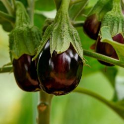 Aubergine fr�. Black beauty. Solanum melongena. Ca. 30 �kologiske fr�.